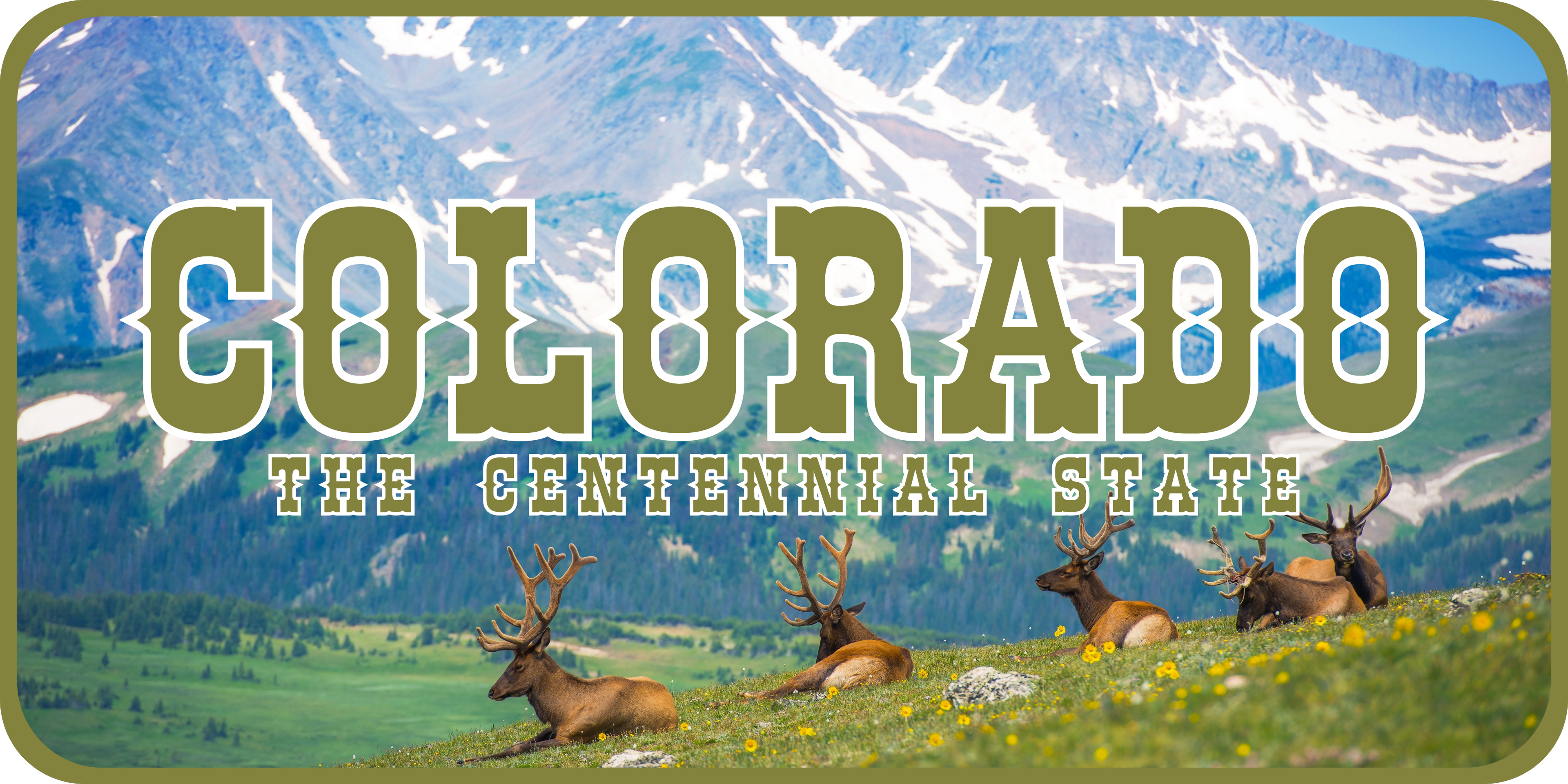 Colorado License Plate 6